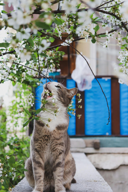 Pet-Safe Plants: Greenery You Can Love Without Worry