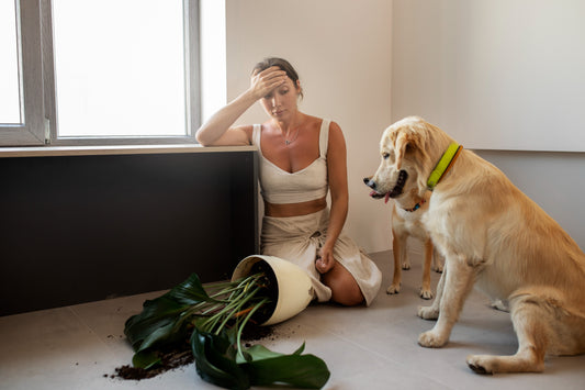 Is Your Pet Overstimulated or Just Bored? Here’s How to Tell