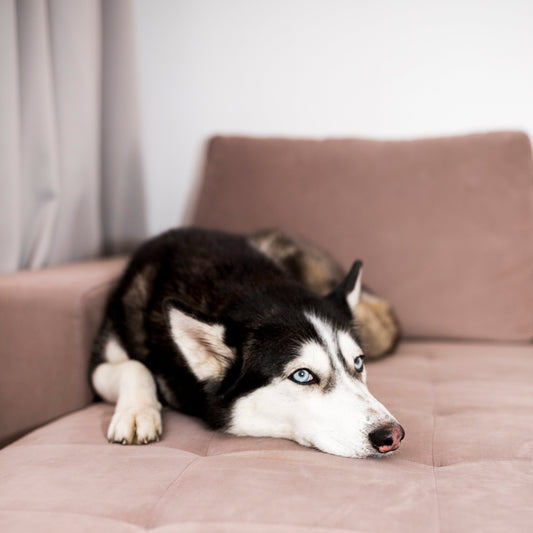 How to Introduce a New Toy to a Nervous Pet